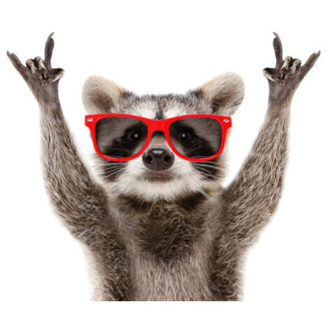 Plakát, Obraz - Portrait of a funny raccoon in, Sonsedska, 40 × 26.7 cm