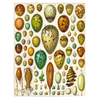 Obrazová reprodukce Illustration of Eggs c.1923, Millot, Adolphe Philippe, 30 × 40 cm