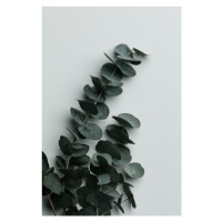 Fotografie Eucalyptus Wall 01, Studio Collection, 26.7 × 40 cm