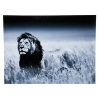 KARE Design Skleněný obraz Lev v africké savaně 120x160cm