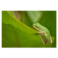 Fotografie Tiny Animals Frog, Jeff R Clow, 40 × 26.7 cm