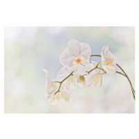 Fotografie Moth orchid (Phalaenopsis), David Madison, (40 x 26.7 cm)