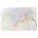 Fotografie Moth orchid (Phalaenopsis), David Madison, 40 × 26.7 cm