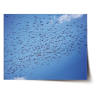 Plakát Hejno ptáků - 120x80 cm