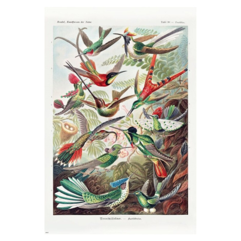 Plakát, Obraz - Ernst Haeckel - Kolibris, 61 × 91.5 cm