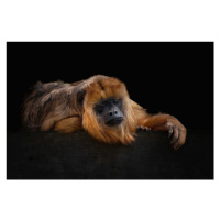 Fotografie I'm Bored - Baboune - Alouatta Macconnelli, Mathilde Guillemot, 40 × 26.7 cm