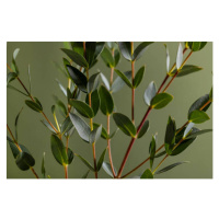 Fotografie Green eucalyptus branches on dark background, Katerina Era / 500px, 40 × 26.7 cm