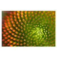 Fotografie Macro Detail of Echinacea flower, John Long, 40 × 26.7 cm