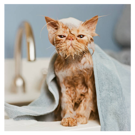 Fotografie Orange Persian cat  under towel, GK Hart/Vikki Hart, 40x40 cm