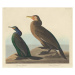John James (after) Audubon - Obrazová reprodukce Violet-green Cormorant and Townsend's Cormorant