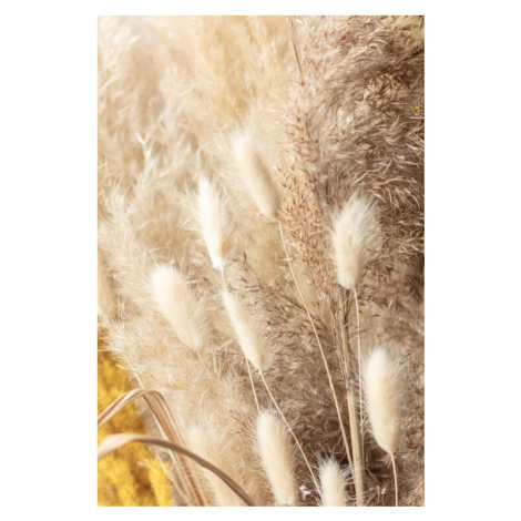 Plakát, Obraz - Dried Bouquet, Studio Collection, 26.7 × 40 cm