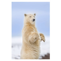 Fotografie Polar bear standing, Patrick J. Endres, 26.7x40 cm