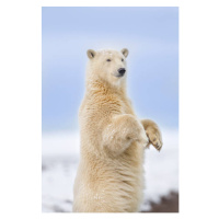 Fotografie Polar bear standing, Patrick J. Endres, 26.7 × 40 cm