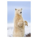 Fotografie Polar bear standing, Patrick J. Endres, 26.7 × 40 cm