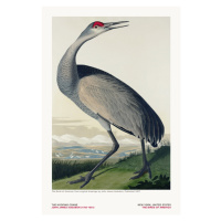 Ilustrace The Hooping Crane from The Birds of America - J. J. Audubon, 26.7 × 40 cm