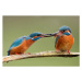 Fotografie Two common kingfishers, alcedo atthis passing, JMrocek, (40 x 26.7 cm)