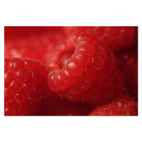 Fotografie Close up of red raspberries (Rubus idaeus), David Burton, (40 x 26.7 cm)