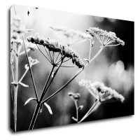 Impresi Obraz Černobílá luční květina - 90 x 60 cm