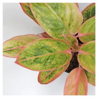 Aglaonema ‘Siam Aurora Pink’