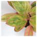 Aglaonema ‘Siam Aurora Pink’