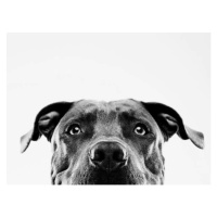 Fotografie Black and white pit bull dog studio portrait, SensorSpot, 40 × 30 cm