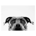 Fotografie Black and white pit bull dog studio portrait, SensorSpot, 40 × 30 cm