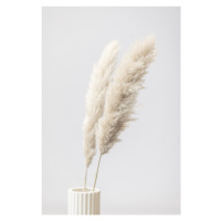 Fotografie Pampas Grass Grey 11, Studio Collection, 26.7 × 40 cm