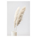 Fotografie Pampas Grass Grey 11, Studio Collection, 26.7 × 40 cm