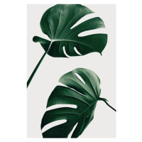 Ilustrace Monstera Natural 46, Studio Collection, 26.7 × 40 cm