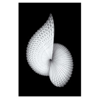 Umělecká fotografie Nautilus-like Sculpture, Mei Xu, (26.7 x 40 cm)