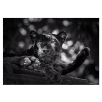 Fotografie Panther or leopard are relaxing, undefined undefined, (40 x 26.7 cm)