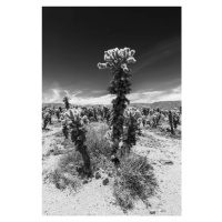 Fotografie Cholla Cactus Garden, Joshua Tree National Park, Melanie Viola, 26.7 × 40 cm