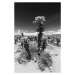 Fotografie Cholla Cactus Garden, Joshua Tree National Park, Melanie Viola, 26.7 × 40 cm