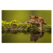 Umělecká fotografie A common toad, MarkBridger, (40 x 26.7 cm)