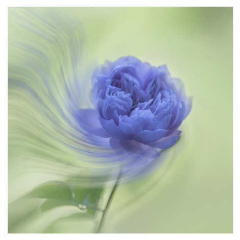 Umělecká fotografie Blue rose, Judy Tseng, (40 x 40 cm)