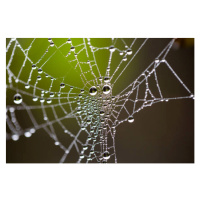 Umělecká fotografie Water drops on spider web needles, Tommy Lee Walker, (40 x 26.7 cm)
