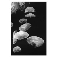 Fotografie Jellyfish, Lingbeek, 26.7 × 40 cm