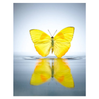 Fotografie Buttercup Butterfly in a pool of water, Chris Stein, 30 × 40 cm