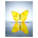 Fotografie Buttercup Butterfly in a pool of water, Chris Stein, 30 × 40 cm