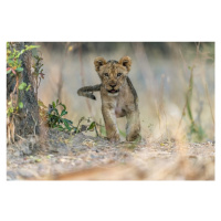 Fotografie Cub - South Luangwa, Giuseppe DAmico, 40 × 26.7 cm