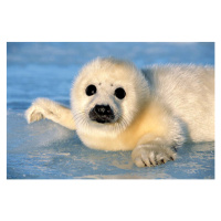 Fotografie HARP SEAL PUP , MAGDALEN IS.,, Kevin Schafer, 40 × 26.7 cm