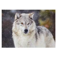 Fotografie Wolf in Winter Snow, KenCanning, 40 × 30 cm