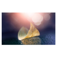 Fotografie Skeletonized leaf in form of small boat with reflection in wet surface in nature., La