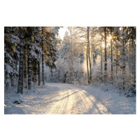 Fotografie Narrow snowy forest road on a sunny winter day, Schon, (40 x 26.7 cm)