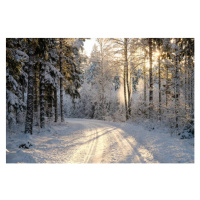 Fotografie Narrow snowy forest road on a sunny winter day, Schon, 40 × 26.7 cm