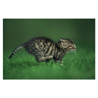 Umělecká fotografie Running kitten, Image Source, (40 x 26.7 cm)