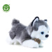 Plyšový husky 20 cm ECO-FRIENDLY