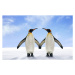 Fotografie Two King Penguins Stand Side by, Digital Zoo, 40x24.6 cm