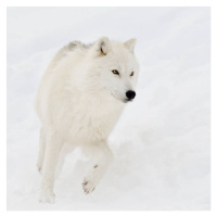 Fotografie Artic wolf (Canis lupus arctos) in snow, Maxime Riendeau, (40 x 40 cm)