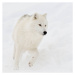 Fotografie Artic wolf (Canis lupus arctos) in snow, Maxime Riendeau, 40x40 cm